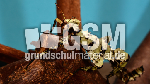 Australische Gespenstschrecke (07).jpg